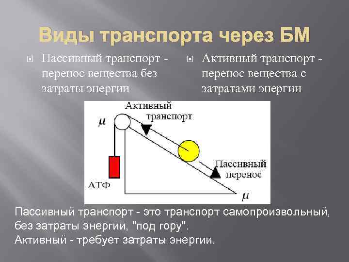 Виды транспорта через БМ Пассивный транспорт перенос вещества без затраты энергии Активный транспорт перенос