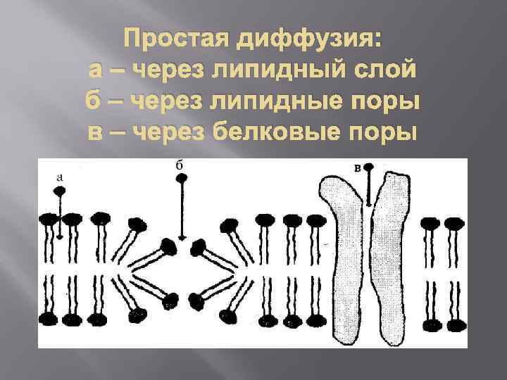 Простая диффузия: а – через липидный слой б – через липидные поры в –