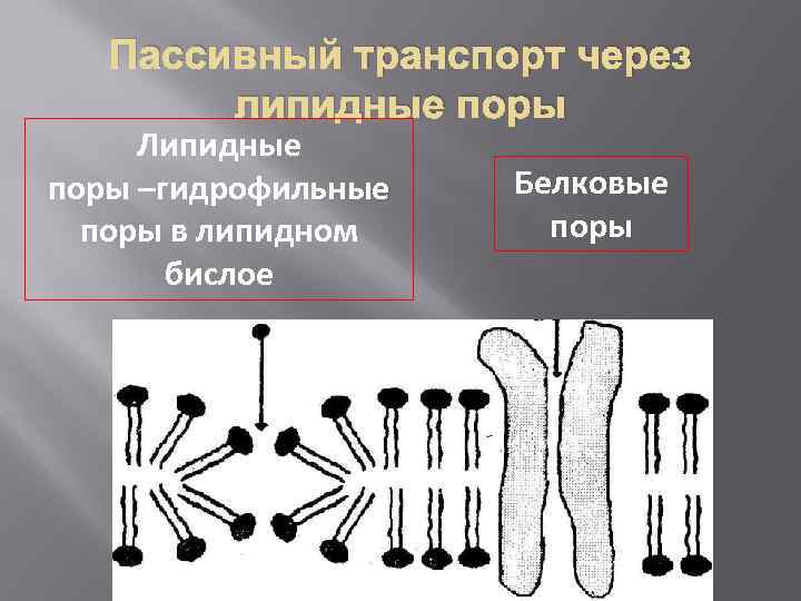 Пассивный транспорт через липидные поры Липидные поры –гидрофильные поры в липидном бислое Белковые поры