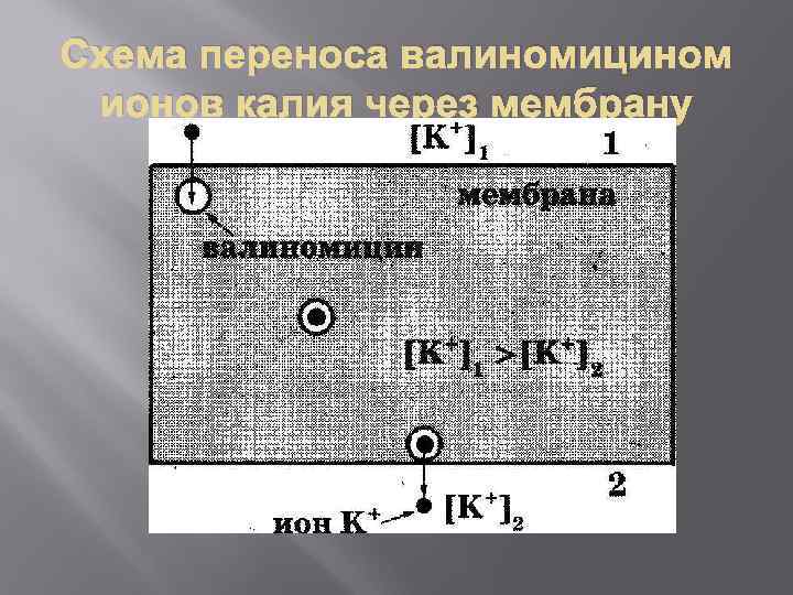 Схема переноса валиномицином ионов калия через мембрану 