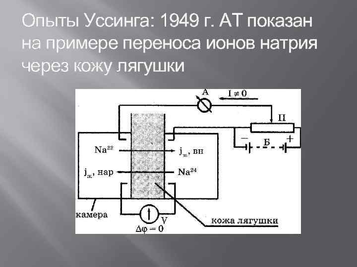 Опыты Уссинга: 1949 г. АТ показан на примере переноса ионов натрия через кожу лягушки