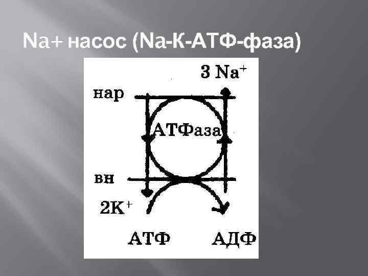 Na+ насос (Na-К-АТФ-фаза) 