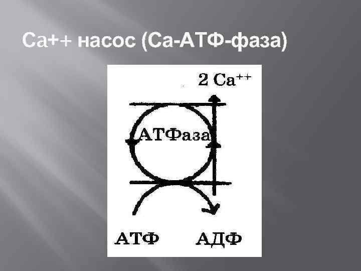 Сa++ насос (Са-АТФ-фаза) 