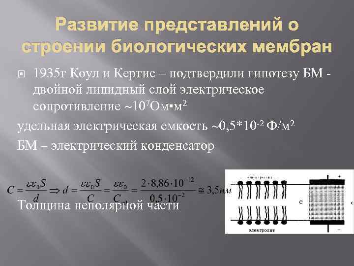 Развитие представлений о строении биологических мембран 1935 г Коул и Кертис – подтвердили гипотезу