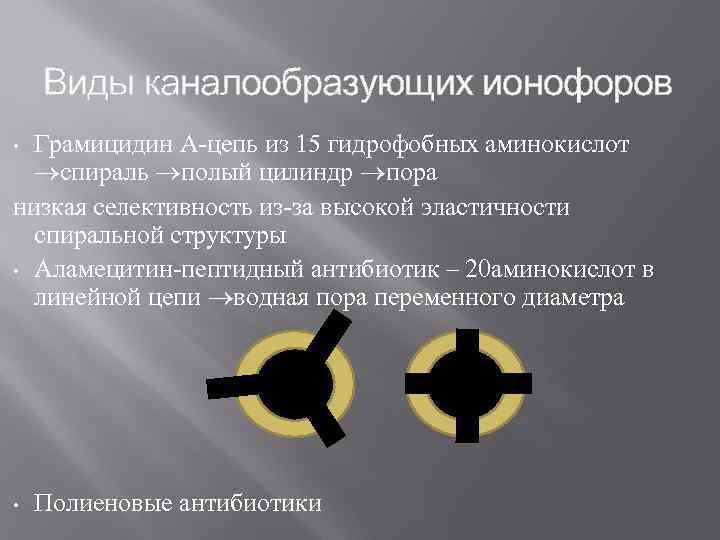 Виды каналообразующих ионофоров Грамицидин А-цепь из 15 гидрофобных аминокислот спираль полый цилиндр пора низкая