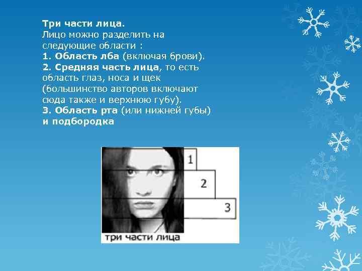Три части лица. Лицо можно разделить на следующие области : 1. Область лба (включая