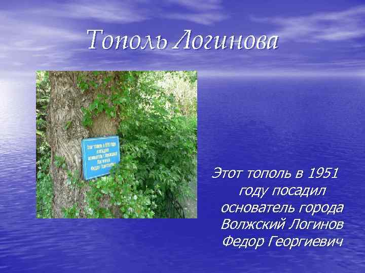 Тополь Логинова Этот тополь в 1951 году посадил основатель города Волжский Логинов Федор Георгиевич