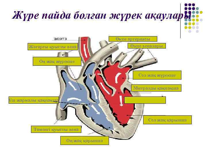 Жүре пайда болған жүрек ақаулары Жоғарғы қуысты вена Өкпе артериясы Өкпе веналары Оң жақ