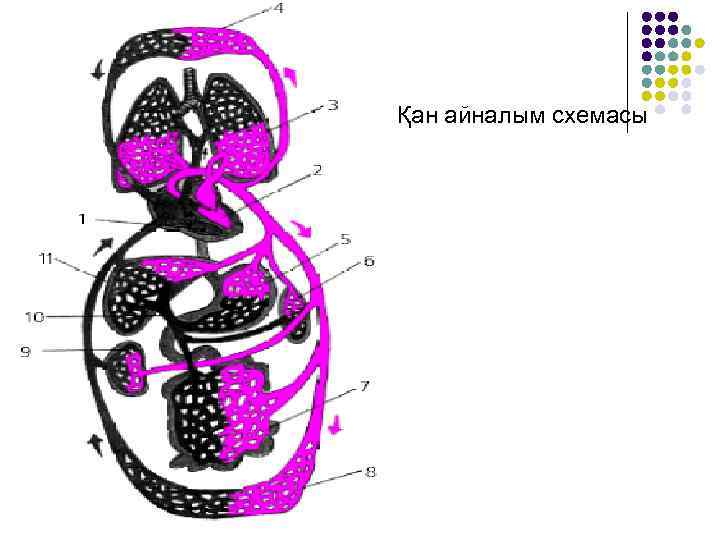 Қан айналым схемасы 