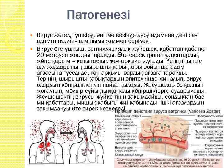 Патогенезі Вирус жөтел, түшкiру, әңгiме кезiнде ауру адамнан денi сау адамға ауалы - тамшылы