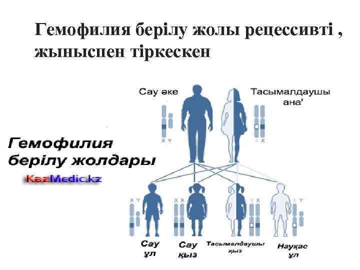 Гемофилия берілу жолы рецессивті , жыныспен тіркескен 