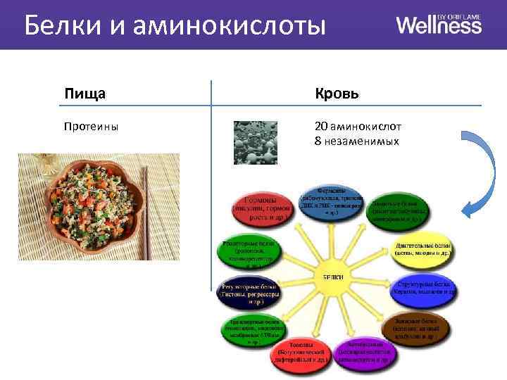 Белки и аминокислоты Пища Кровь Протеины 20 аминокислот 8 незаменимых 