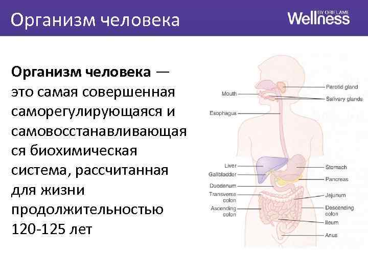 Организм человека — это самая совершенная саморегулирующаяся и самовосстанавливающая ся биохимическая система, рассчитанная для