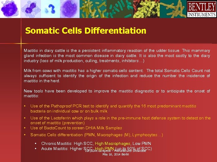 Somatic Cells Differentiation Mastitis in dairy cattle is the a persistent inflammatory reaction of