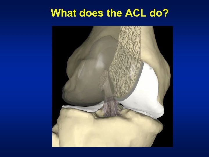 What does the ACL do? 