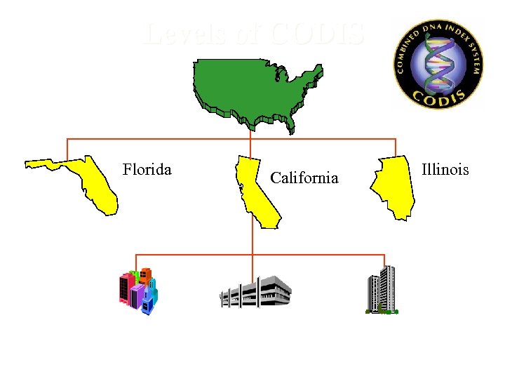 Levels of CODIS NDIS (USA) 187 laboratories November 2009 Florida California Illinois SDIS (50