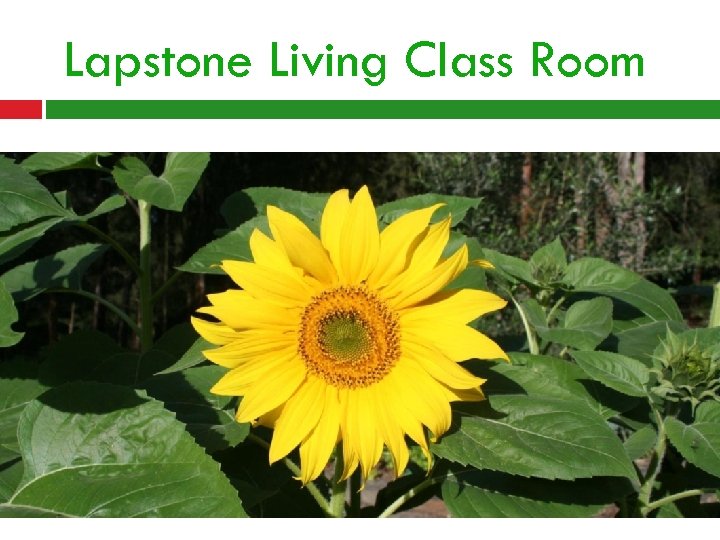 Lapstone Living Class Room 