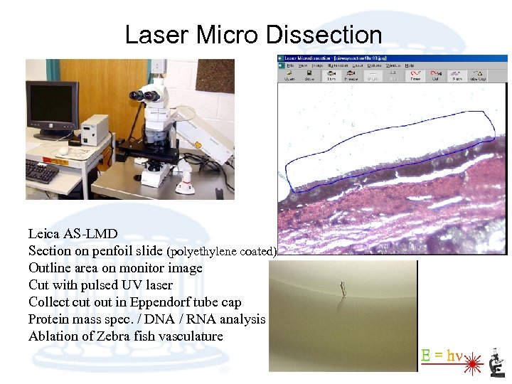 Laser Micro Dissection Leica AS-LMD Section on penfoil slide (polyethylene coated) Outline area on