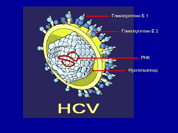 Гликопротеин Е 1 Гликопротеин Е 2 РНК Нуклеокапсид 