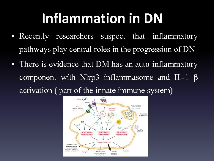 Inflammation in DN • Recently researchers suspect that inflammatory pathways play central roles in