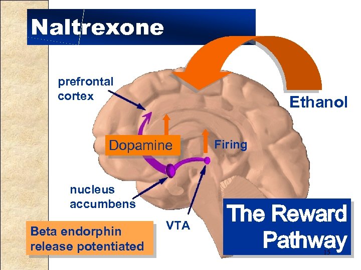 Naltrexone prefrontal cortex Ethanol Dopamine nucleus accumbens Beta endorphin release potentiated VTA Firing The