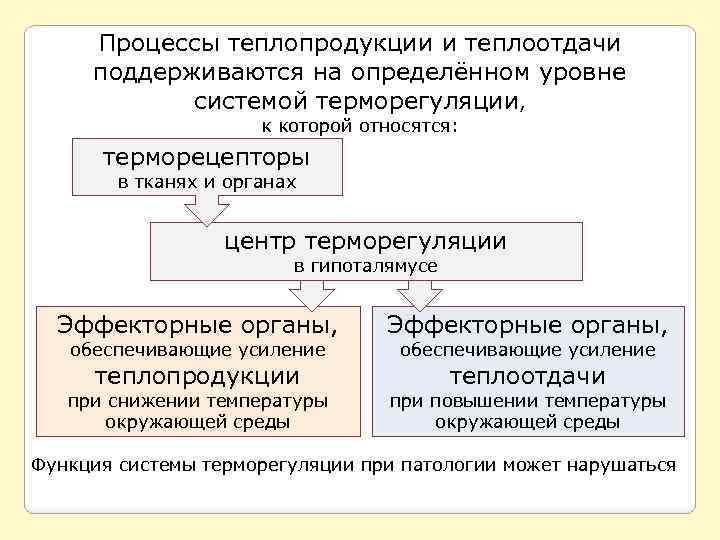 Процессы теплопродукции и теплоотдачи поддерживаются на определённом уровне системой терморегуляции, к которой относятся: терморецепторы