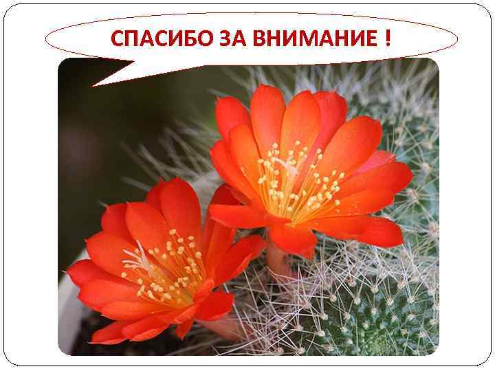 СПАСИБО ЗА ВНИМАНИЕ ! 