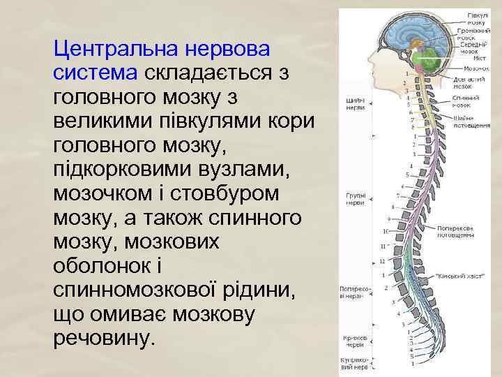 Центральна нервова система складається з головного мозку з великими півкулями кори головного мозку, підкорковими