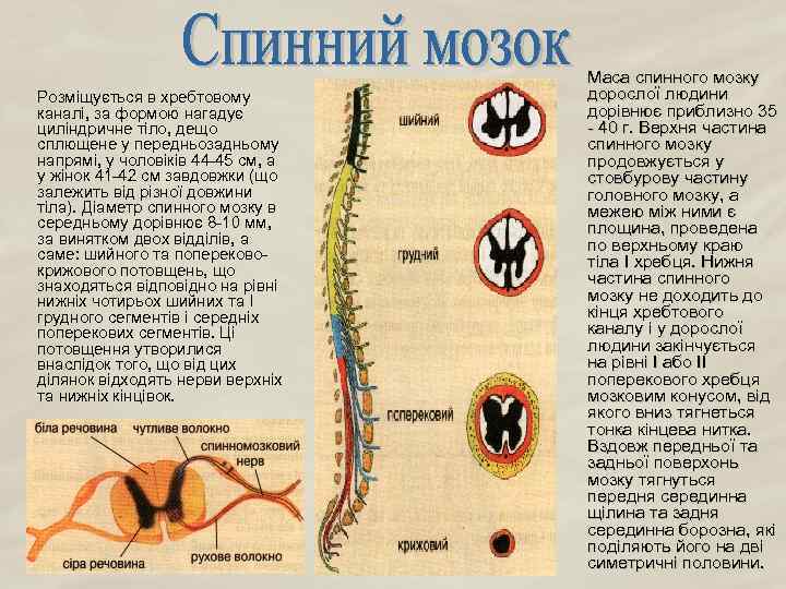 Розміщується в хребтовому каналі, за формою нагадує циліндричне тіло, дещо сплющене у передньозадньому напрямі,