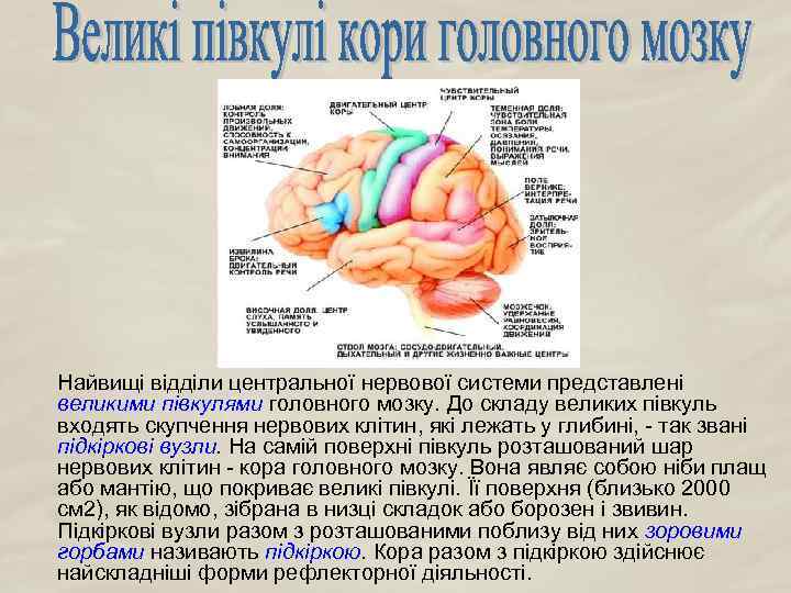 Найвищі відділи центральної нервової системи представлені великими півкулями головного мозку. До складу великих півкуль