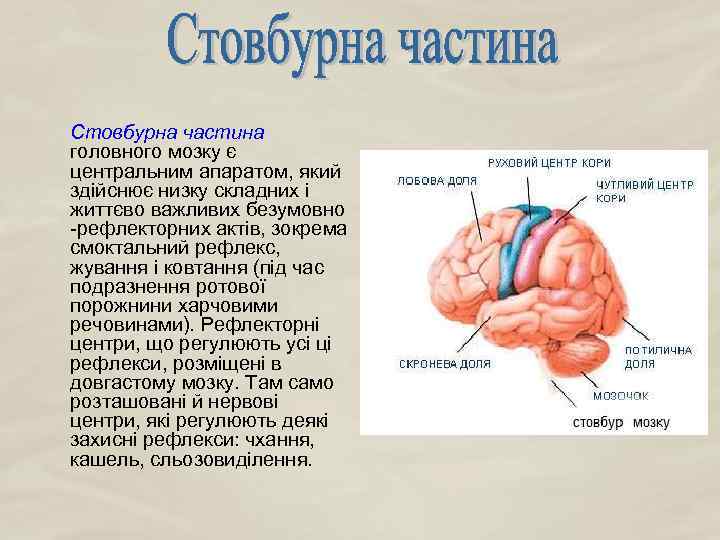 Стовбурна частина головного мозку є центральним апаратом, який здійснює низку складних і життєво важливих
