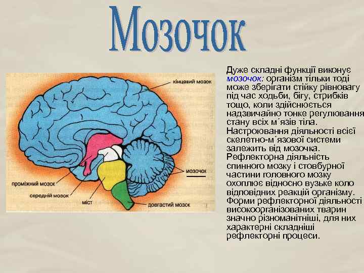 Дуже складні функції виконує мозочок: організм тільки тоді може зберігати стійку рівновагу під час