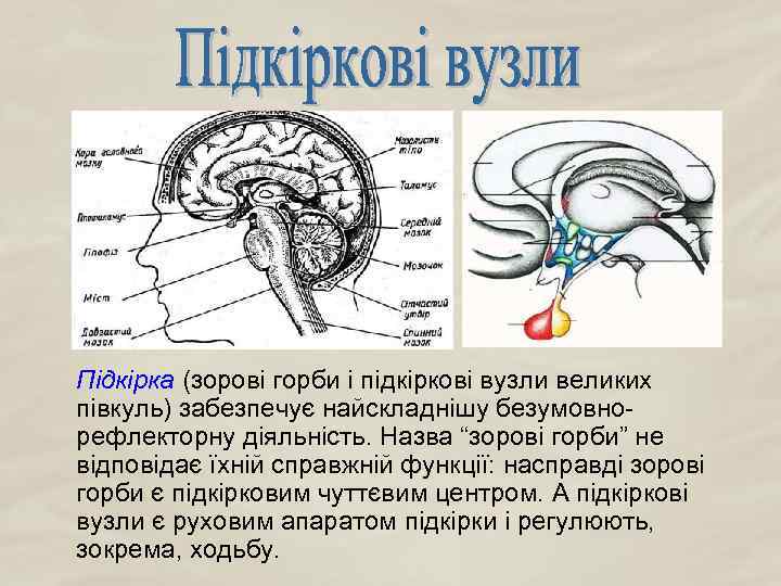 Підкірка (зорові горби і підкіркові вузли великих півкуль) забезпечує найскладнішу безумовнорефлекторну діяльність. Назва “зорові
