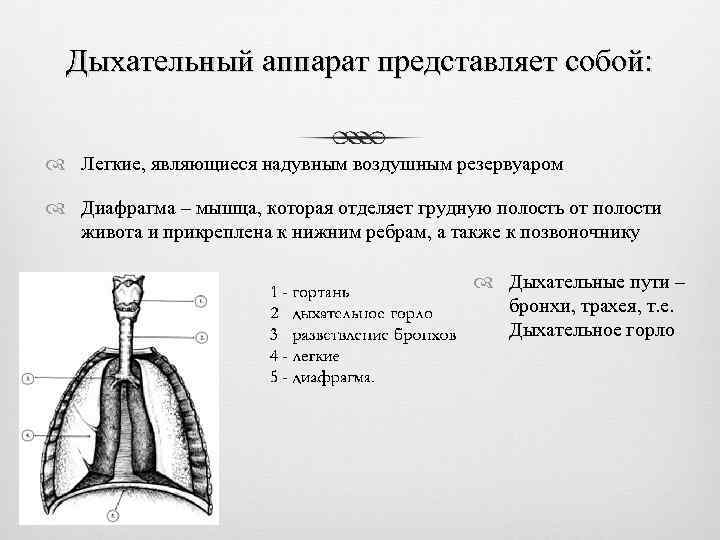 Дыхательный аппарат представляет собой: Легкие, являющиеся надувным воздушным резервуаром Диафрагма – мышца, которая отделяет