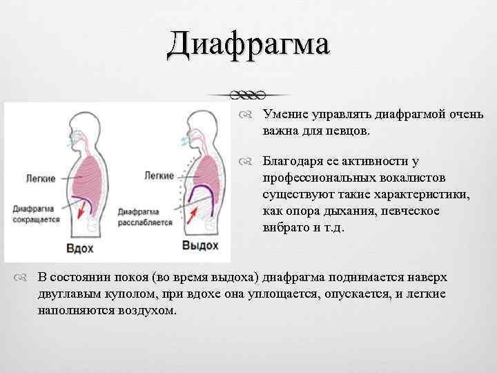 Диафрагма Умение управлять диафрагмой очень важна для певцов. Благодаря ее активности у профессиональных вокалистов