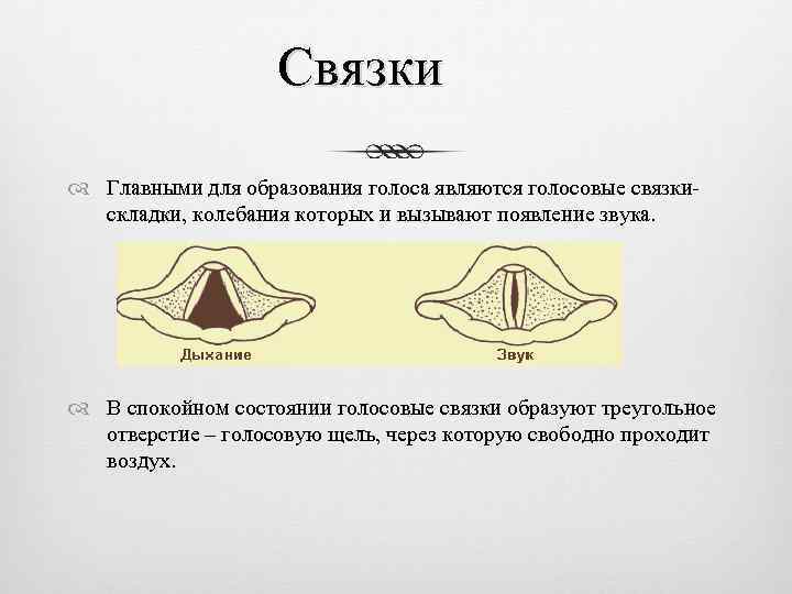 Дав голоса. Колебания голосовых связок. Образование звука голосовыми связками.