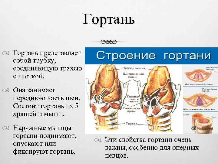 Гортань представляет собой трубку, соединяющую трахею с глоткой. Она занимает переднюю часть шеи. Состоит