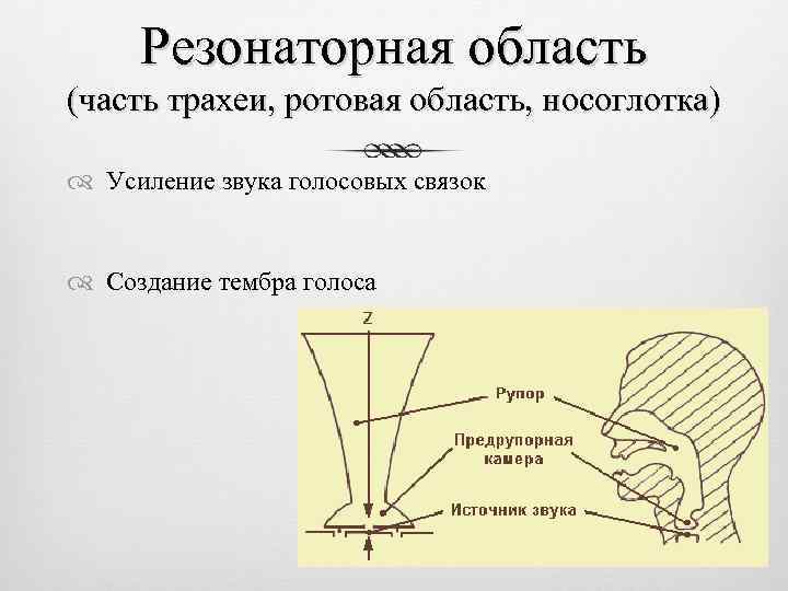 Резонаторная область (часть трахеи, ротовая область, носоглотка) Усиление звука голосовых связок Создание тембра голоса