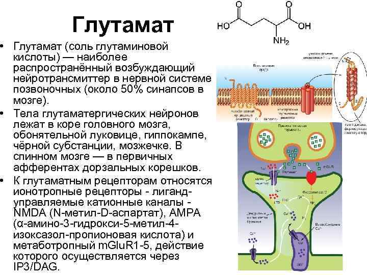 Глутамат • Глутамат (соль глутаминовой кислоты) — наиболее распространённый возбуждающий нейротрансмиттер в нервной системе