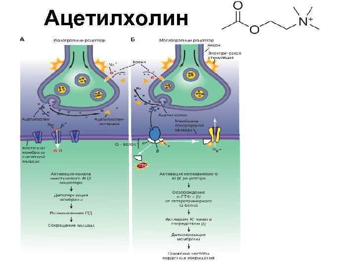 Ацетилхолин 