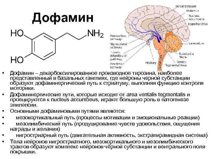 Дофамин • • Дофамин – декарбоксилированное производное тирозина, наиболее представленный в базальных ганглиях, где