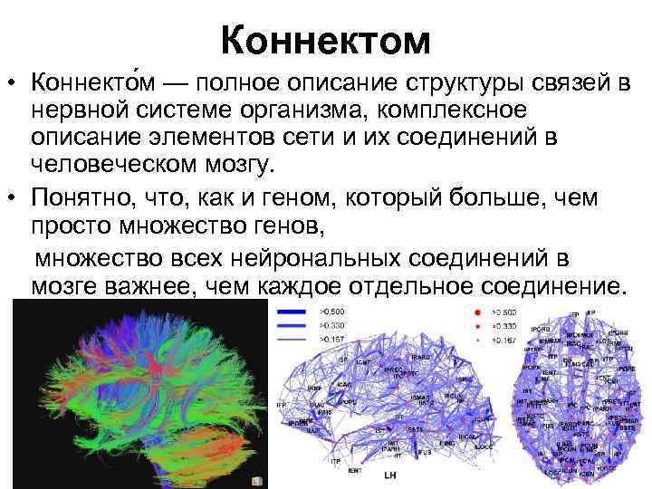 Коннектом • Коннекто м — полное описание структуры связей в нервной системе организма, комплексное