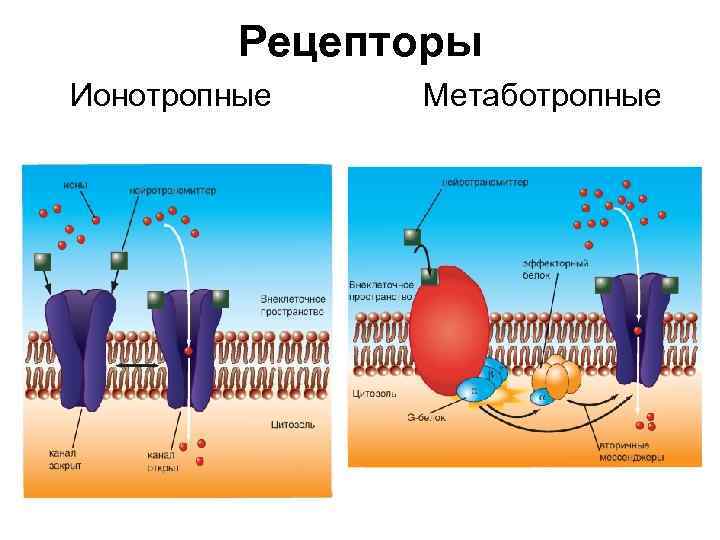 Рецепторы Ионотропные Метаботропные 