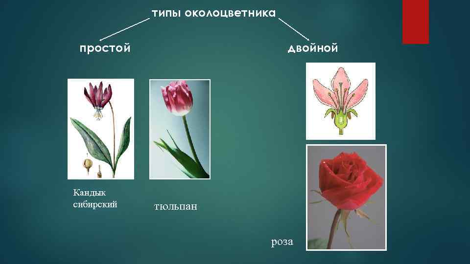 Какой тип питания характерен для тюльпана. Околоцветник тюльпана. Тип околоцветника у тюльпана. Строение околоцветника тюльпана. Околоцветник двойной Лилейные.
