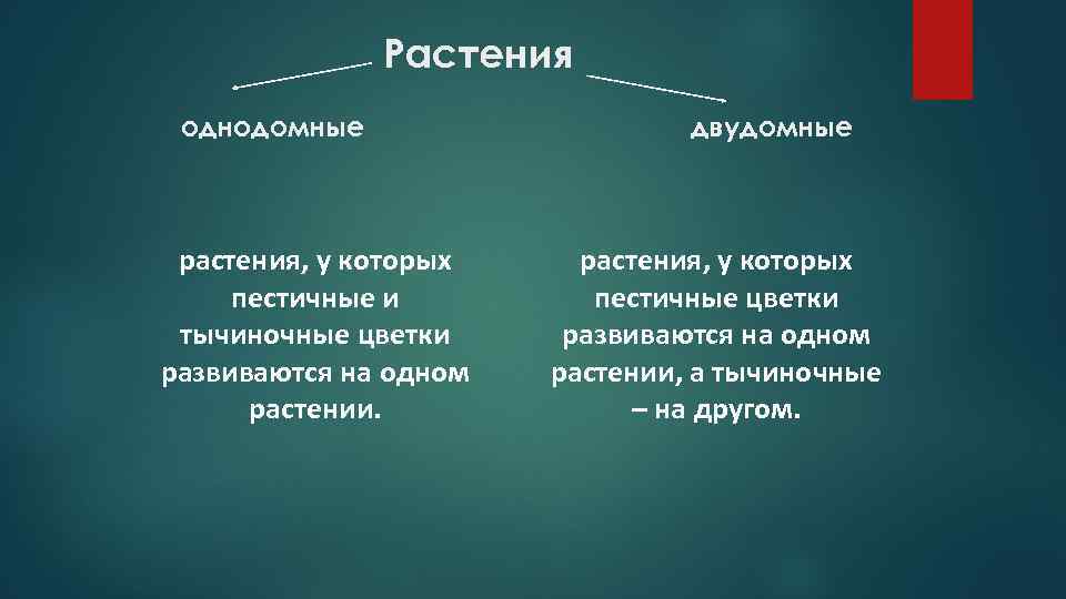 Растения однодомные растения, у которых пестичные и тычиночные цветки развиваются на одном растении. двудомные