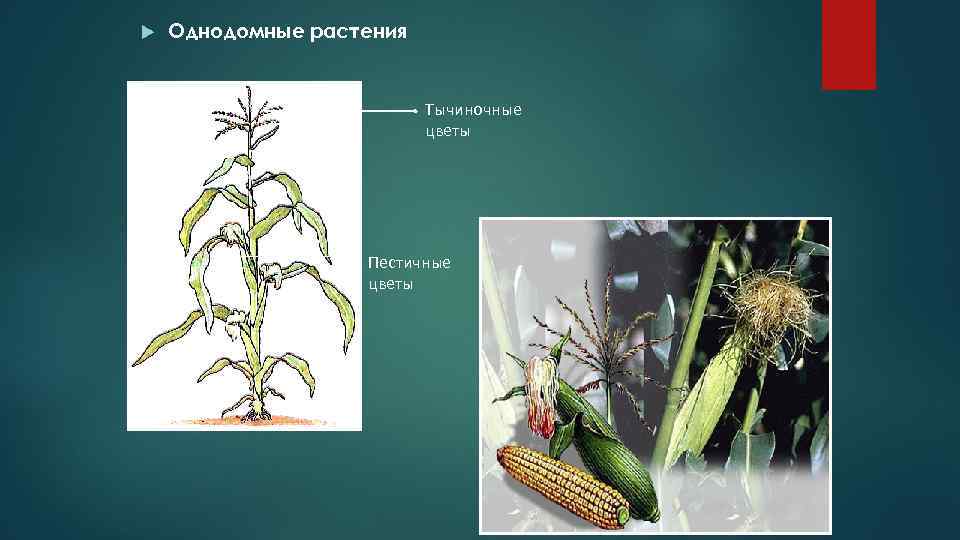 Однодомные растения