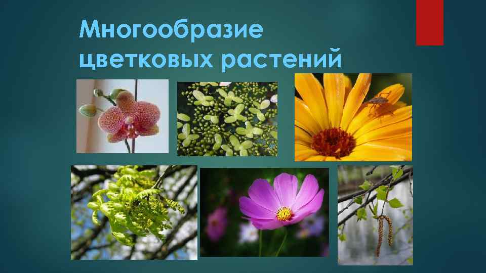 Многообразие растений 5