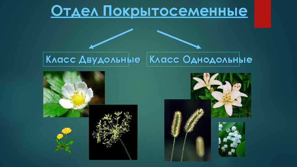 Отдел Покрытосеменные Класс Двудольные Класс Однодольные 