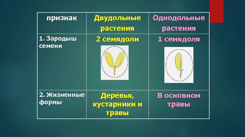 признак 1. Зародыш семени 2. Жизненные формы Двудольные растения Однодольные растения 2 семядоли 1