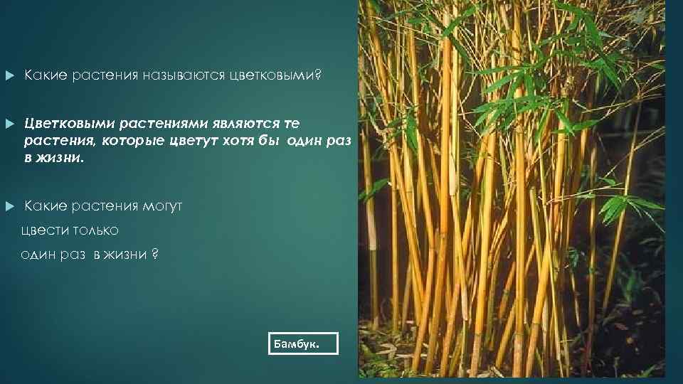 Растения называют цветковыми потому